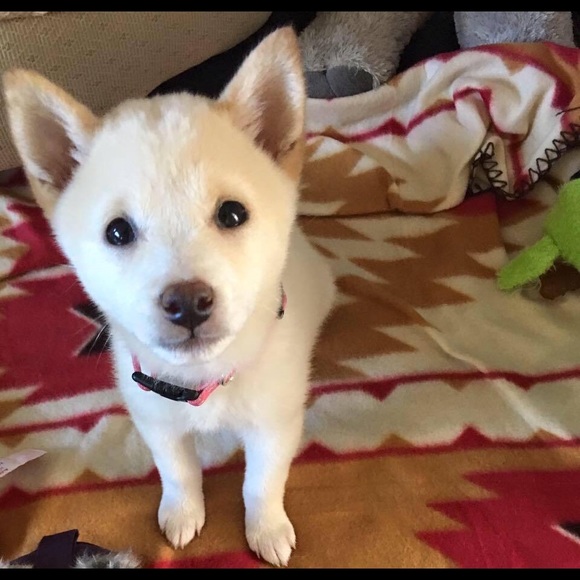 Meet your Posher, Nena - Picture 1 of 1